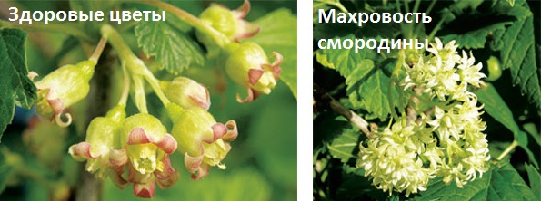 Махровость смородины (реверсия)